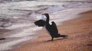 чаёчки и баклан с Балкан