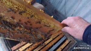 Весенняя ревизия пчёл. Ставим полоски от клеща.