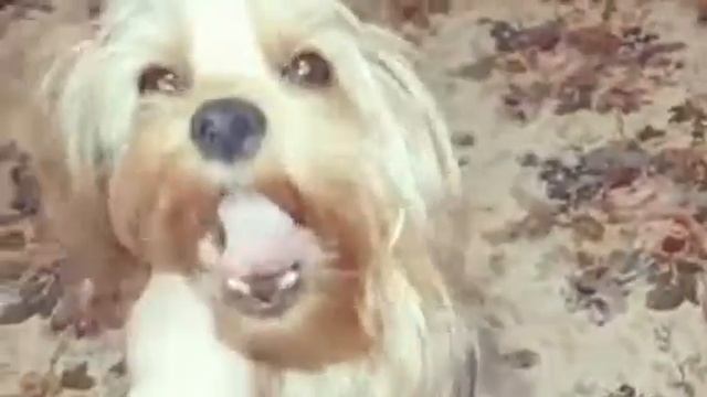 День Рождения Деши! смотреть онлайн