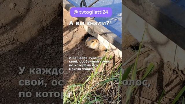 А вы знали? У каждого суслика свой, особенный голос