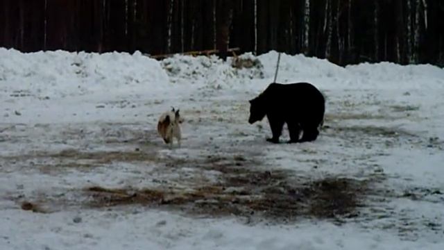 Охота.Испытания по медведю.Мылинка смотреть онлайн