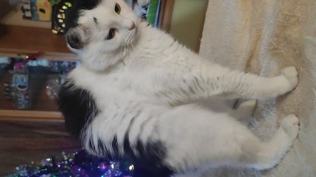 кот и елка