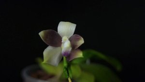 Phal. speciosa Mauve TL