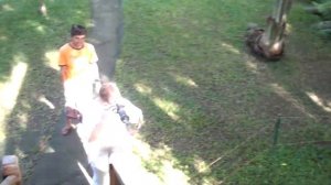 Венценосный журавль -я убегаю.Парк птиц и рептилий.3ч..Бали .Индонезия.