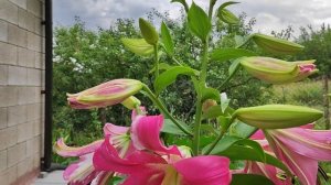 Основные моменты при выращивании лилии. Азиатские, ЛА и ОТ гибриды.