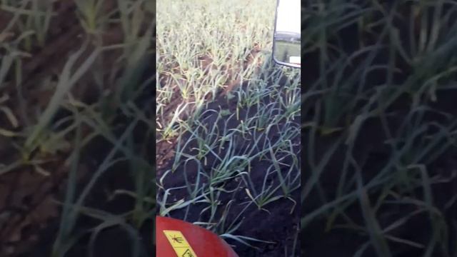 Прополка чеснока 3 смотреть онлайн