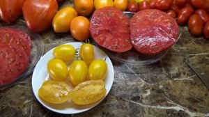 Томат Золотые Гейтса - очень сладкие плоды с мармеладной мякотью. Обзор сорта и дегустация.