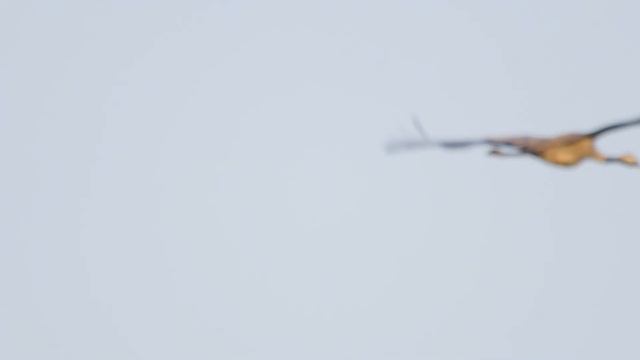 Cranes (Grus grus) - in flight - with call @ Loch of Strathbeg смотреть онлайн