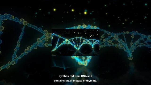Unlocking the Mysteries of DNA and RNA: An Informative Guide"Hashtags: #DNA #RNA #MolecularBiology