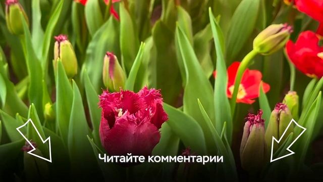45 самых красивых сортов ГОЛЛАНДСКИХ ТЮЛЬПАНОВ 🌷Релакс видео 4К