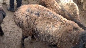 Ноокат мал базар,Ноокат кой базар, Ноокат Эчки базар,Ноокат базары Кой Кочкор Эчкилердин баасы