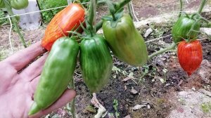 Томат Кубинский петух