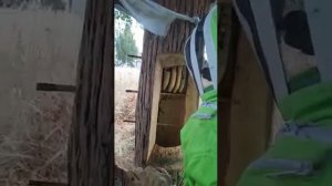 Колодное пчеловодство. Осмотр колоды 04.09.2022. Заселение было в мае, с тех пор в неё не лазили)