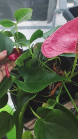 Растут ли разные Антуриумы вместе?