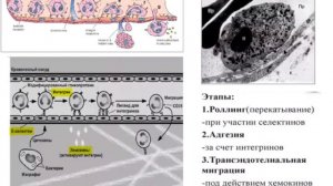 Лекция 5. Ткани внутренней среды. Кровь. 1 версия| Князева Л.А.