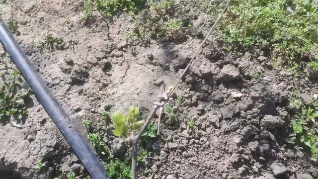 Уход за виноградом, нормирование побегами, первая обработка, полив, рыхление и борьба с вредителями