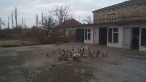 #Голуби  #Дагестана  Голуби Велибекова Нурудина в Мамедкале! 9.12.19г