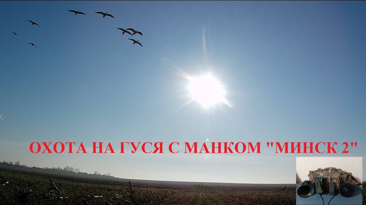 Куропатки, ОХОТА НА ГУСЯ С МАНКОМ МИНСК 2