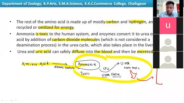 Deamination (Oxidative and non oxidative) смотреть онлайн