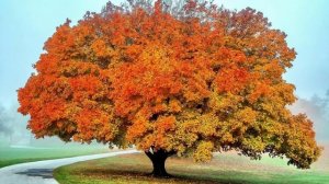 "ЛИСТЬЯ ДУБОВЫЕ"  Певица Татьяна Крошилина. Музыка Алексея Ларина на стихи Николая Тряпкина