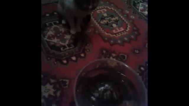 КОШКА и ЧЕРЕПАХА смотреть онлайн