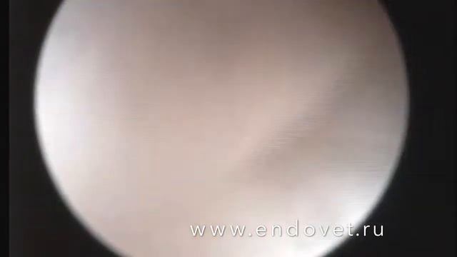 Диагностическая уретроцистоскопия у кошки с дилатацией устья уретры смотреть онлайн