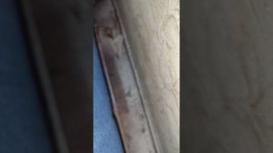 Уничтожение клопов в Люберцах