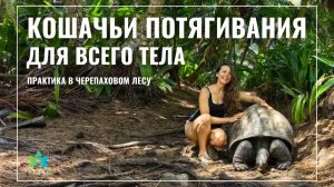 Комплекс мягких кошачьих потягиваний для всего тела. Йога на Сейшелах в Черепаховом лесу