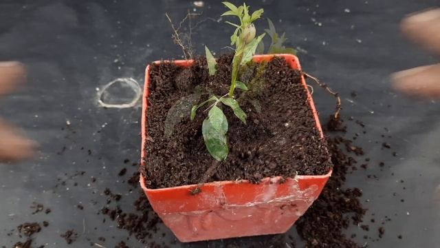 Grow rose tree from rose cuttings with use aloe vera and garlic to natural rooting hormone !!! смотреть онлайн