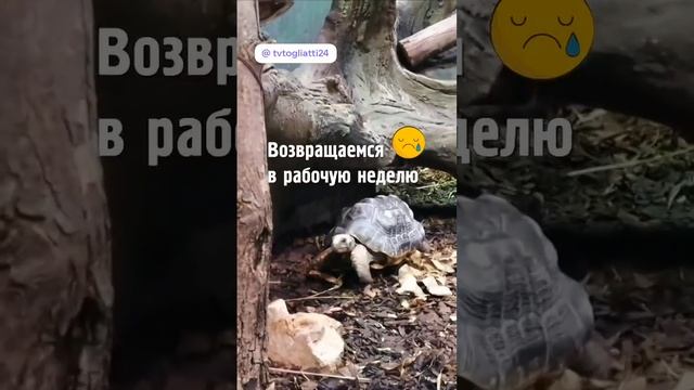 Возвращаемся в рабочую неделю