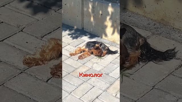 В чем разница кинолога и зоопсихолога?