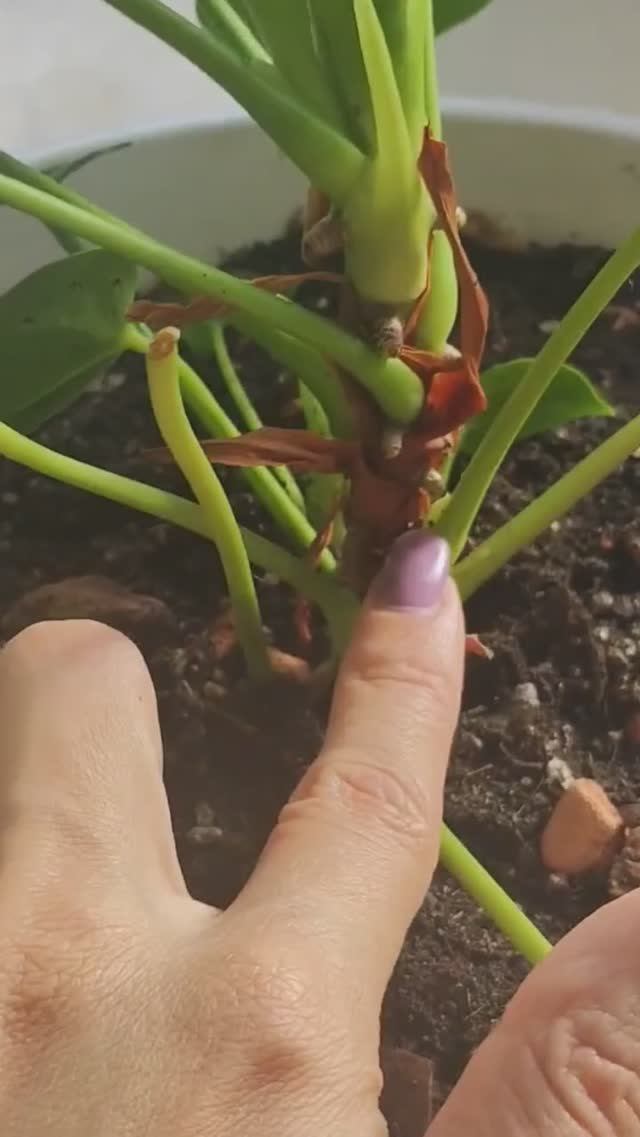 ГОЛЫЙ СТВОЛ у Антуриума, почему? смотреть онлайн