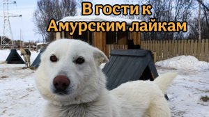 В гости к Амурским лайкам🐶