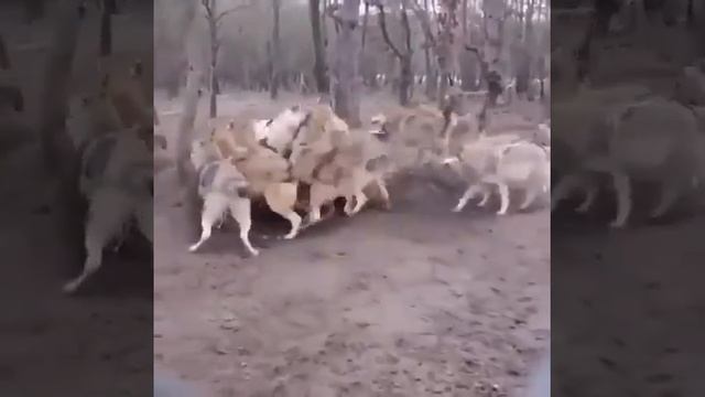 разборки в волчьей стае смотреть онлайн