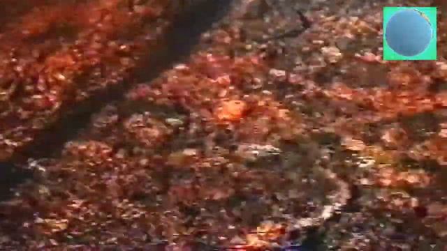 Это интересно трубопроводный пневматический транспорт,миноги,модели парусников смотреть онлайн