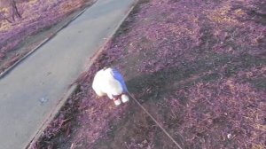 А утки уже летят высоко, я им помашу рукой....