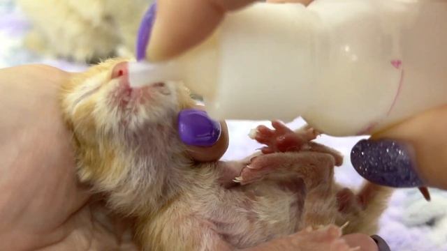 Feeding newborn kittens with bottle milk formula смотреть онлайн