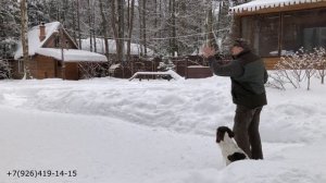 Апортировка. Как приучить собаку не срываться после выстрела