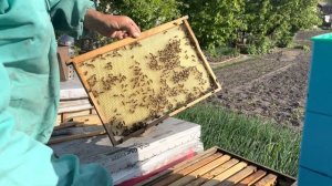 Быстрая отстройка вощины пчёлами. Результат установки вощины пчелам спустя 2 дня