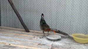 Фазан алмазный