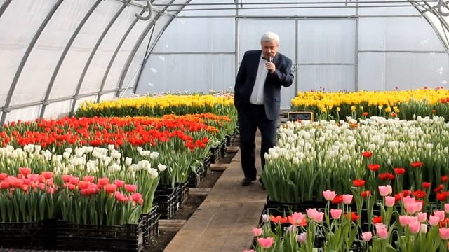 Желтые тюльпаны, красные тюльпаны и др. смотреть онлайн