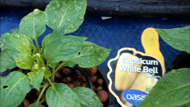 Hydroponic Greenhouse Vegetables - Week 6