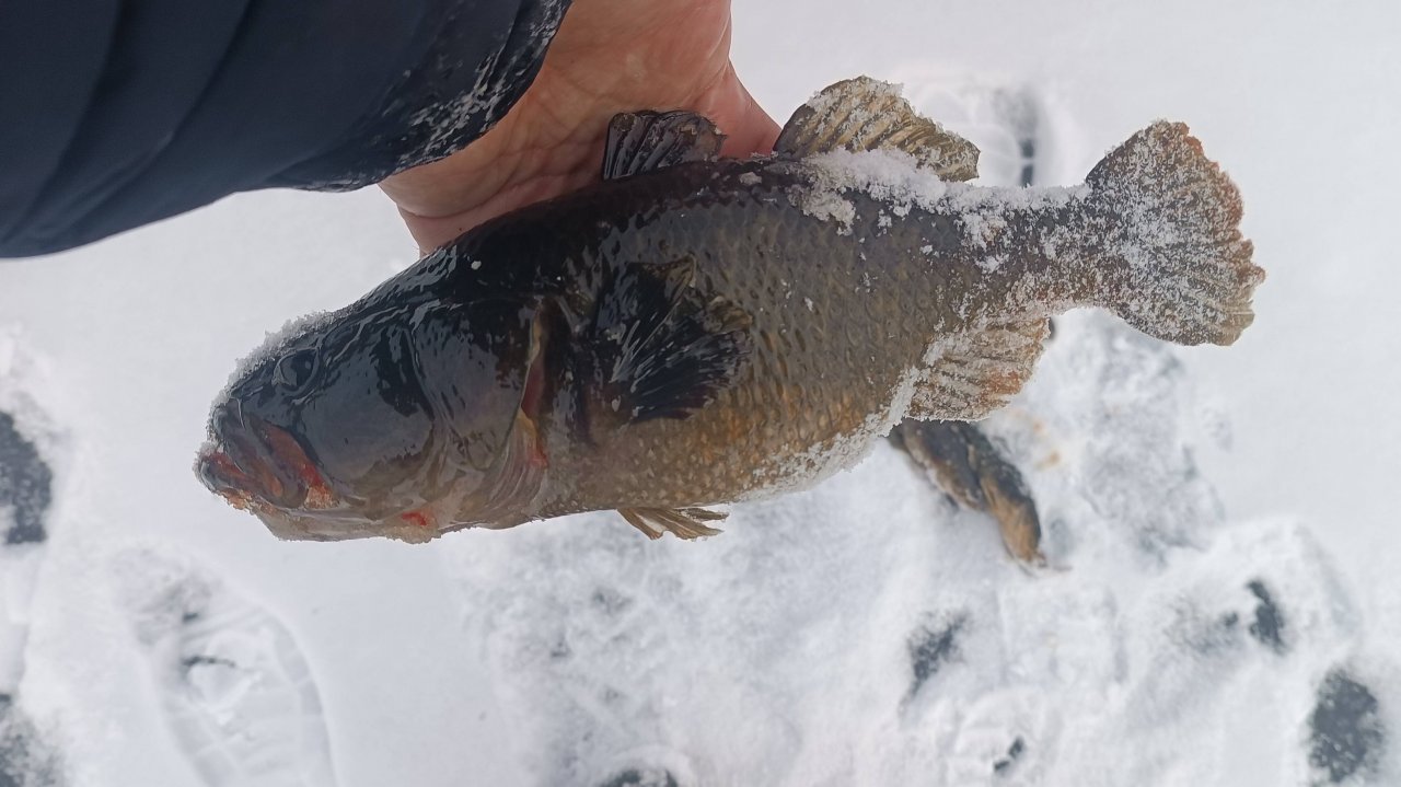 ЖОР РОТАНОВ МОНСТРОВ! ФЛАЖКИ ВЗЛЕТАЮТ ОТ ПОКЛЕВОК БОЛОТНЫХ КАБАНОВ!