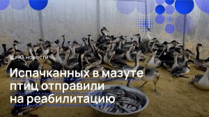 Испачканных в мазуте птиц отправили на реабилитацию