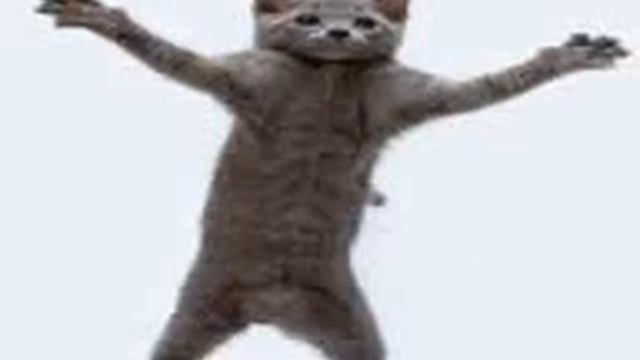 Кошки танцуют смотреть онлайн