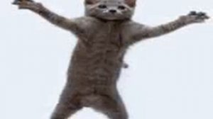 Кошки танцуют