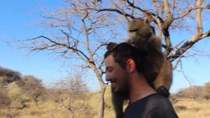 Dan being groomed by one of his baboon girlfriends...
