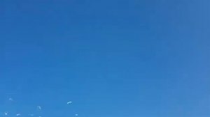 Голубей выпускают Мелитополь