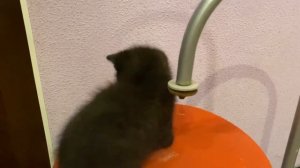 Чёрный котёнок