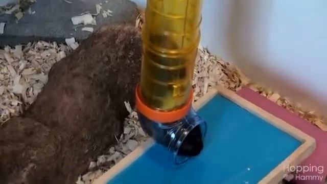 Домашний хомяк (мышка). Один день жизни домашнего хомяка.